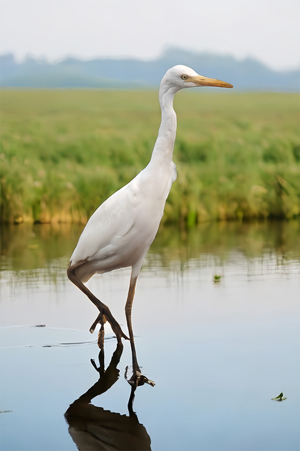 bird close up