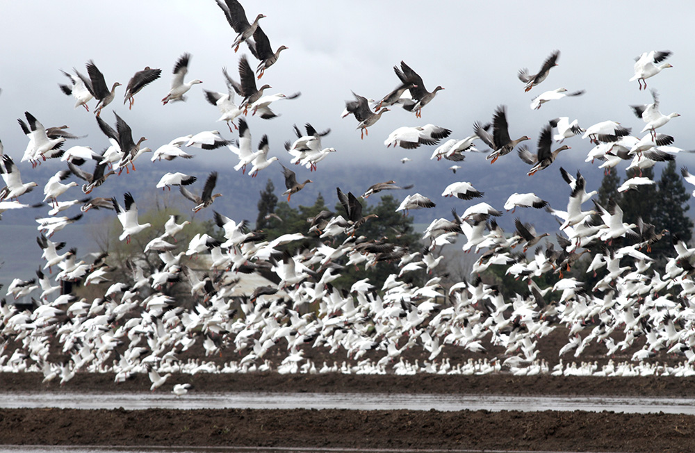 birds-horizontal