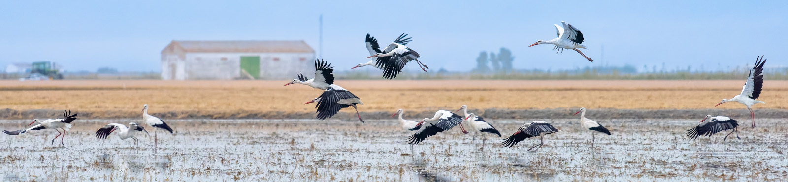 birds over flooded rice field