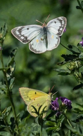 conservation butterfly