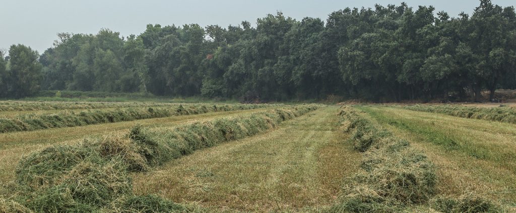 field crops