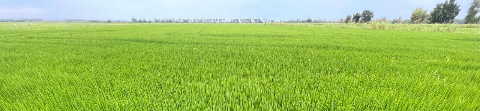 rice field vibrant green