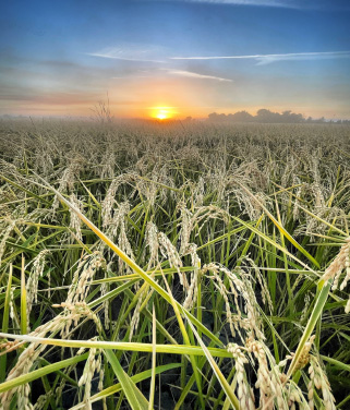 sunrise over rice fields