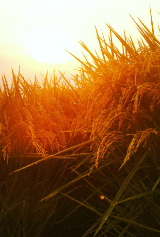 sunset on rice field