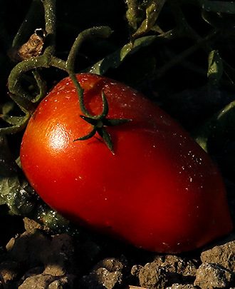 tomatoe